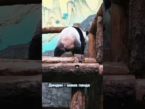 Национальные сокровища Китая в Москве #панда #зоопарк #прогулкапомоскве #мирживотных