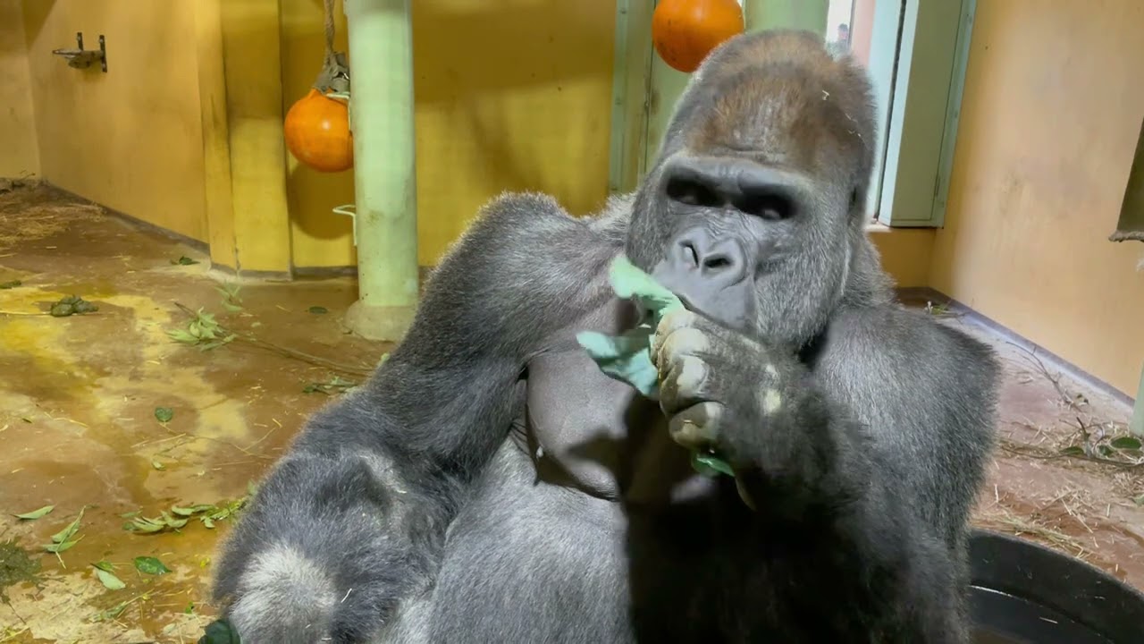 ゴリラ20230111白河/Momotaro the gorilla eats cauliflower