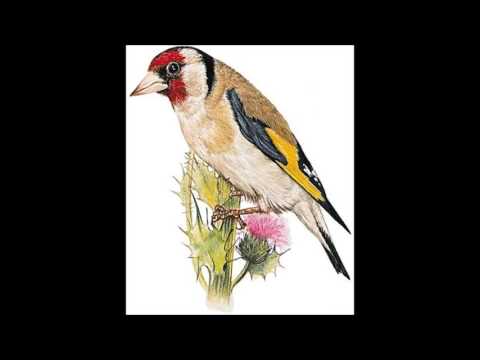 Chant Chardonneret Hadjout حسون الجزائر حجوط