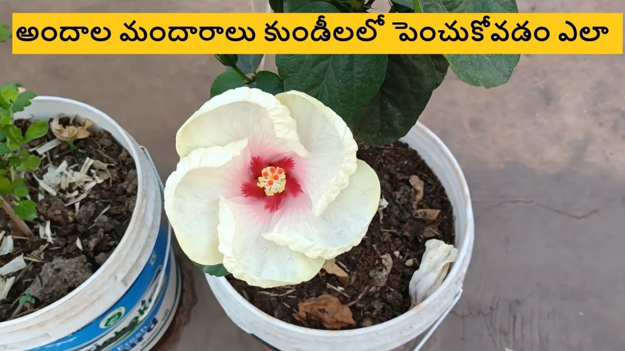 కుండీలలో మందారాలు ఎక్కువ పూయాలంటే పోషకాలు ఎలా ఇవ్వాలి