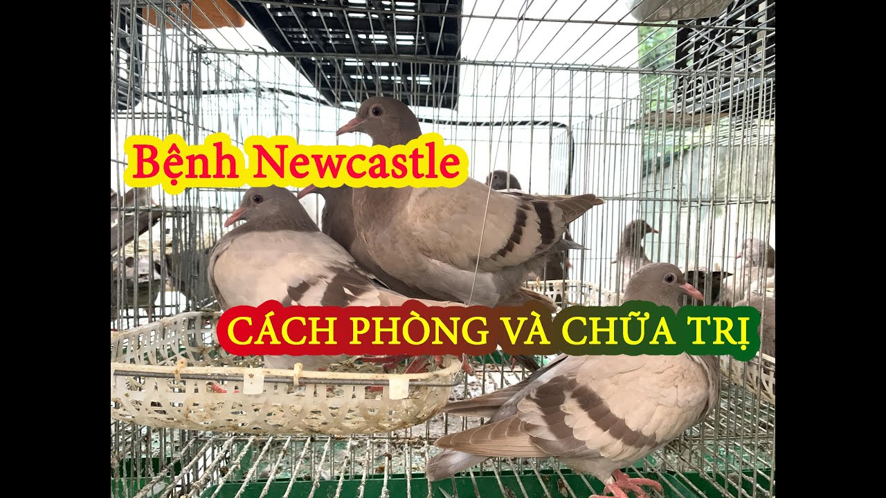 CHIM BỒ CÂU TITAN BỊ Bệnh Newcastle như thế nào ? Cách đề phòng và chữa trị bệnh Newcastle