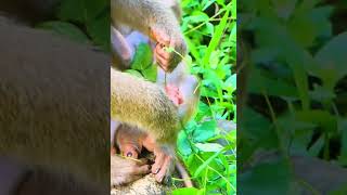 Adorable Baby Alfie Daily Wildlife Monkey #Rainbow #Leo #Lucie #Libby #jenifer #luno