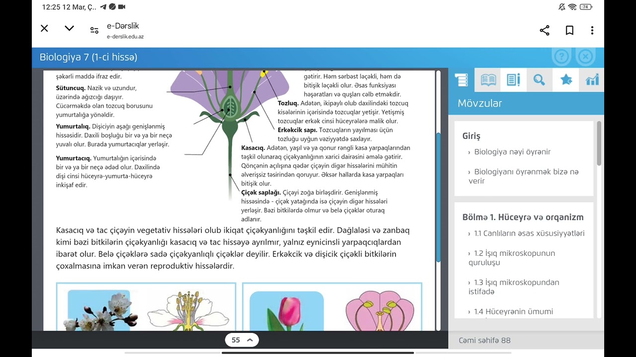 7-ci sinif biologiya. Bitkilərdə çoxalma. Çiçək və onun quruluşu 🌺🌷