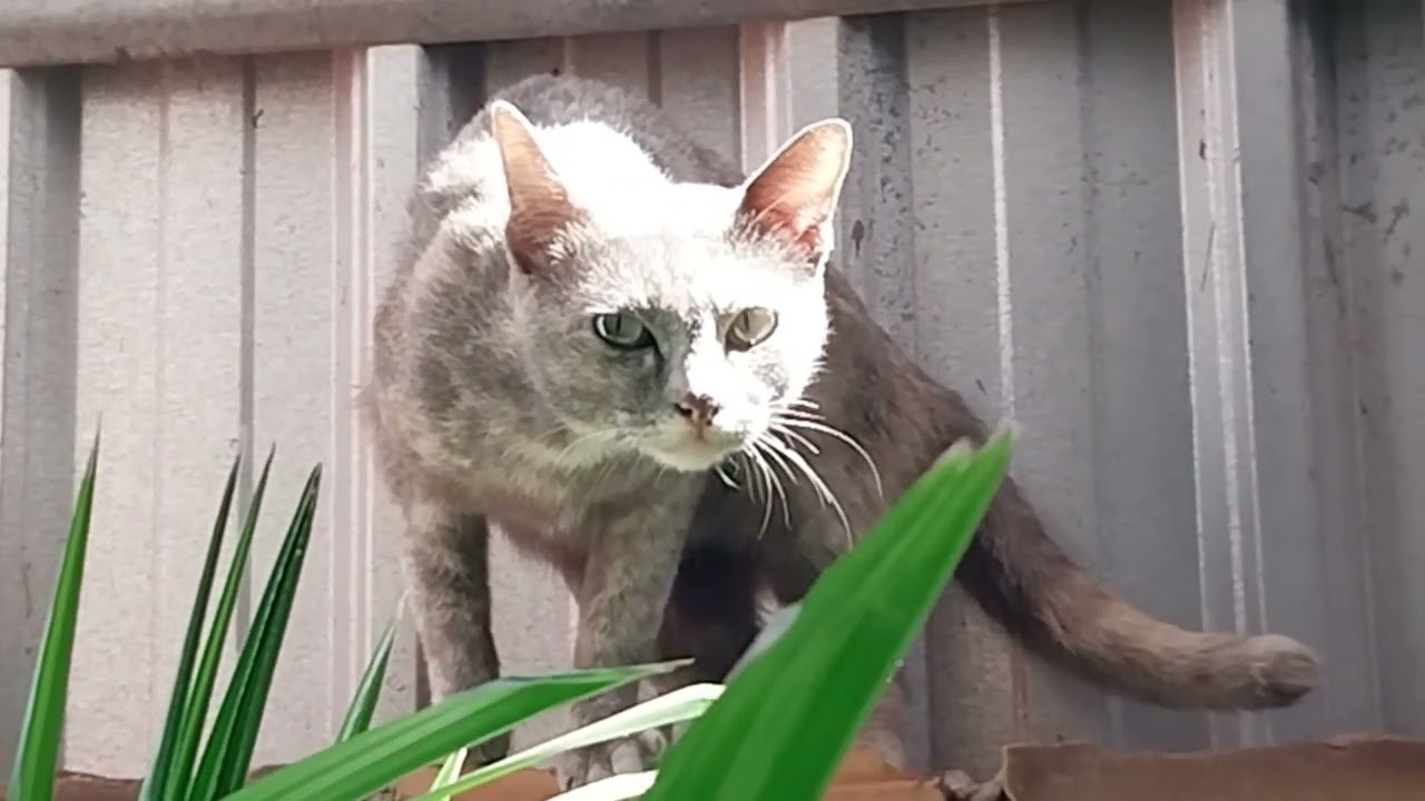 Giving yummy fried fish to cute cat.😋🥰😻