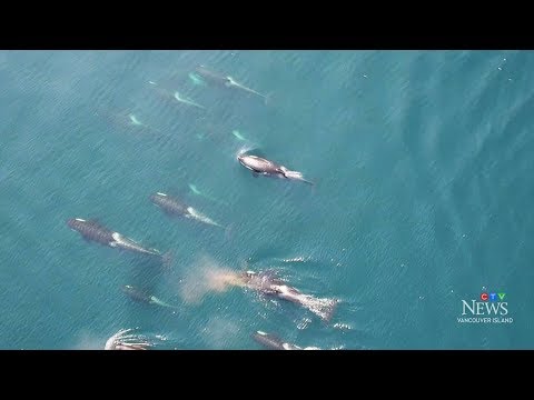 Where have British Columbia's resident killer whales gone?