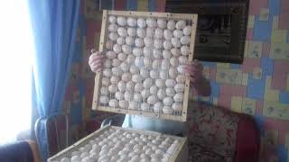 Инкубатор самодельный на 1000 яиц , с упрощенным ручным переворотом