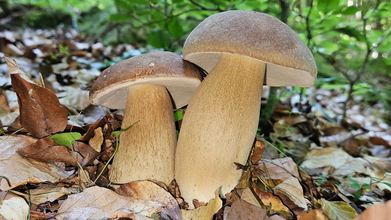 Cèpe d'été d'Août 2024 🤩. Ça commence bien !