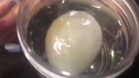 Edible Science: Disappearing Egg Shell