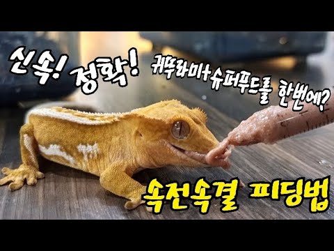 크레스티드게코 신속하게 밥주는 방법?