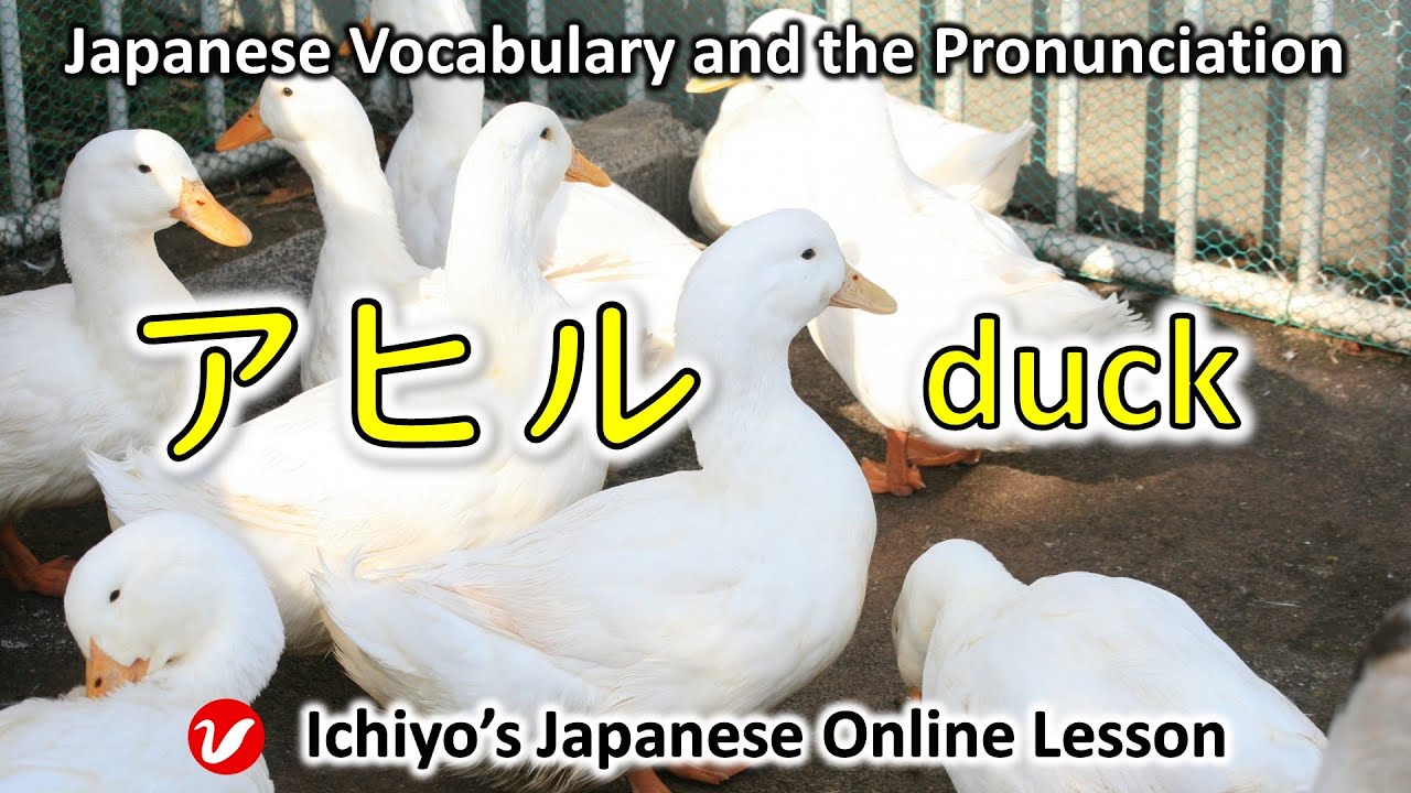 アヒル (ahiru) | duck | Japanese Vocabulary and the Pronunciation