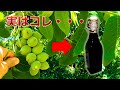 クルミを使って真っ黒な液体を作って飲んでみた結果・・・ノチーノのレシピ