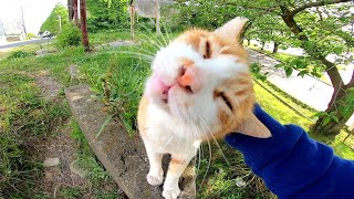 モフってくれそうな人が通ると塀の上から呼び止める野良猫