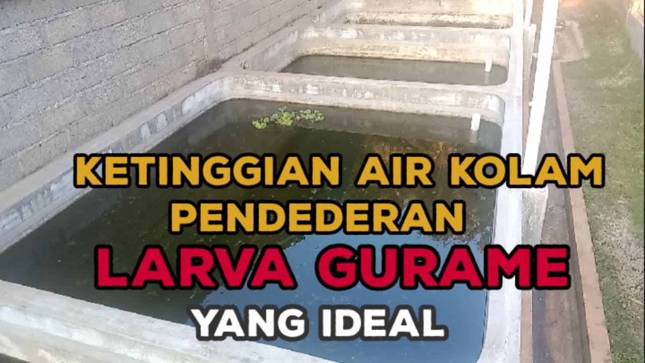 KETINGGIAN AIR KOLAM YANG IDEAL UNTUK PENDEDERAN LARVA GURAME ||BUDIDAYA IKAN GURAME