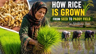 How Rice Is Grown 🌾 | From Seed to Paddy Field in Northern Iran
