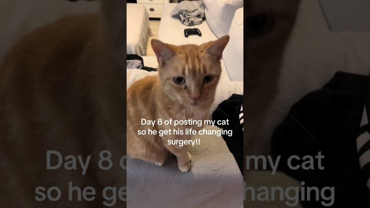 @tig1239: Tigga isn’t much of a talker but when he does talk it’s the most precious sound!!