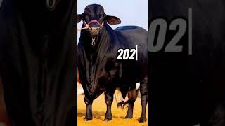 ​"Bakra Eid 2026: Dekhiye Qurbani Ke Sabse Heavy Aur Pyare Janwar 🔥"#Qurbani2026#BakraEid #EidUlAdha