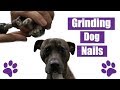 How To Grind Dog Nails