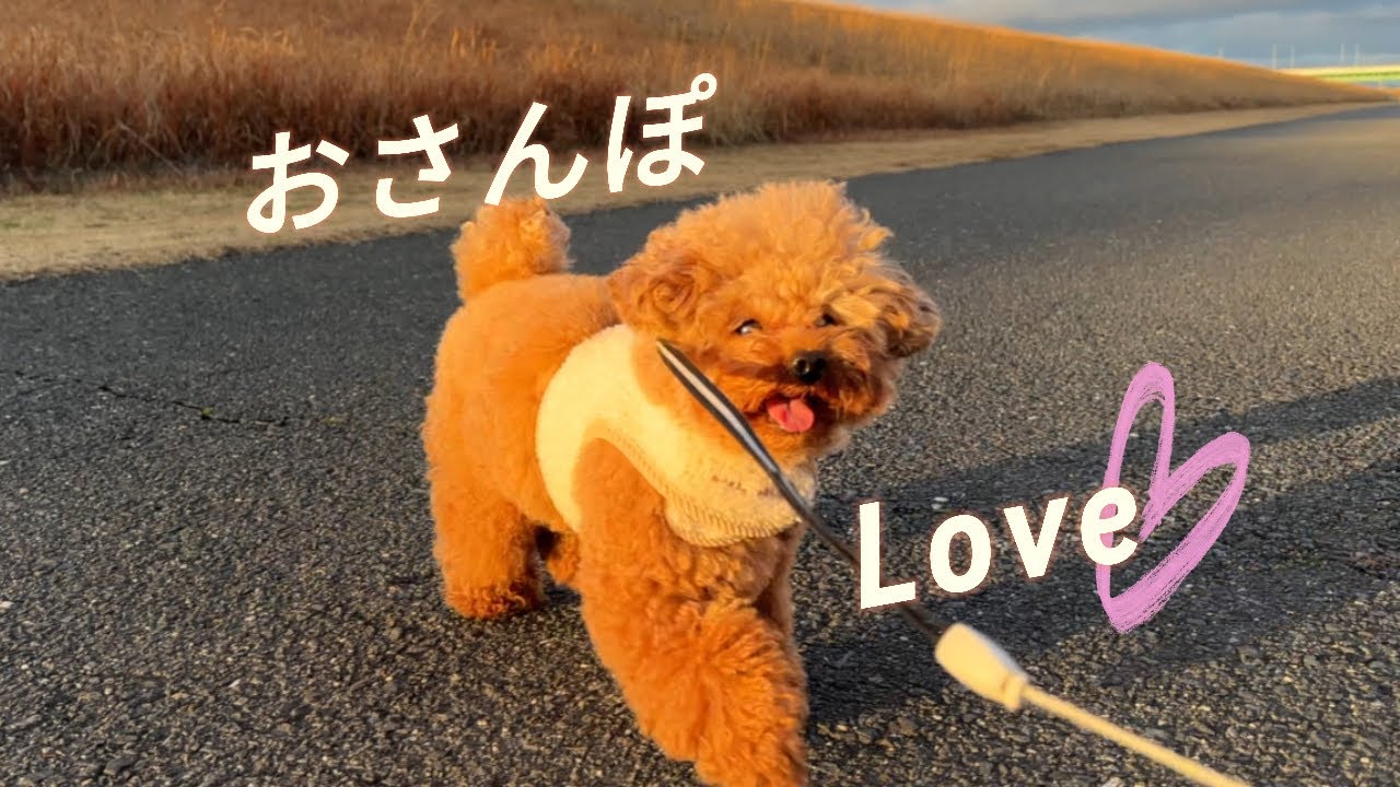 ノーカットノー編集！好奇心旺盛過ぎるイヌのお散歩🐾