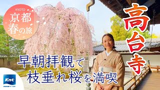 【京都 東山】京都春の旅（高台寺編）早朝拝観で枝垂れ桜を満喫！