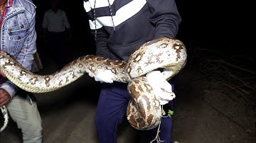 अजगर सांप ने हाथ को जकड लिया, ऐसी गलती आप ना करें वरना छूटना होगा असंभव Rescue indian rock python