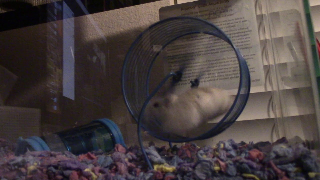 hamster song (This Attempt) YouTube