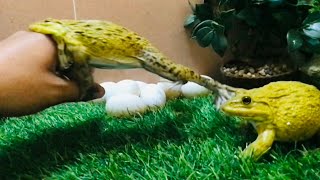 Funny frog video compilation funny animals