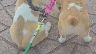 코기남매 코리X오리 산책 데이트 Kori Oris Walk