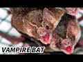 Ref:blCasp34W1s Vampire bat facts: they eat blood animal fact files