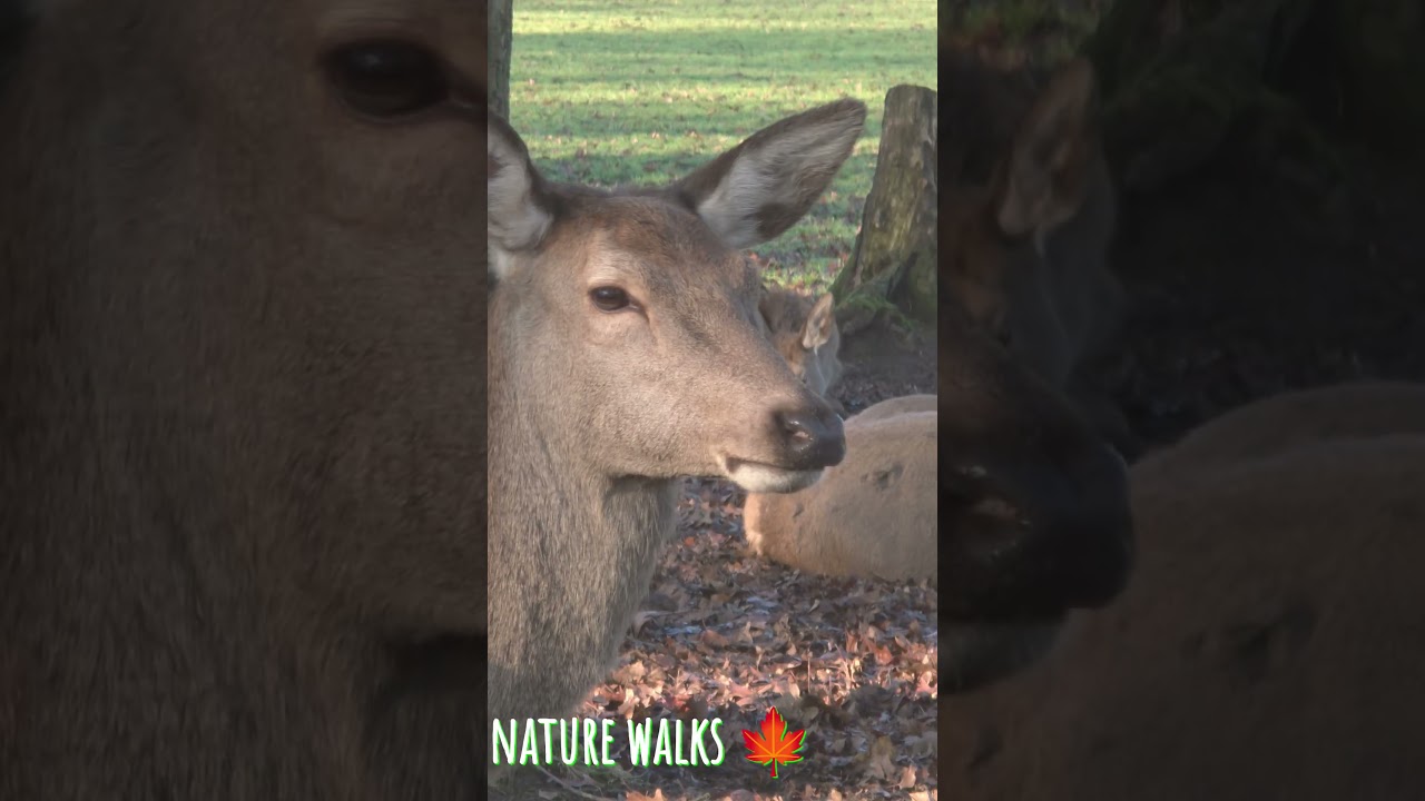 wild raiders animal relaxing 