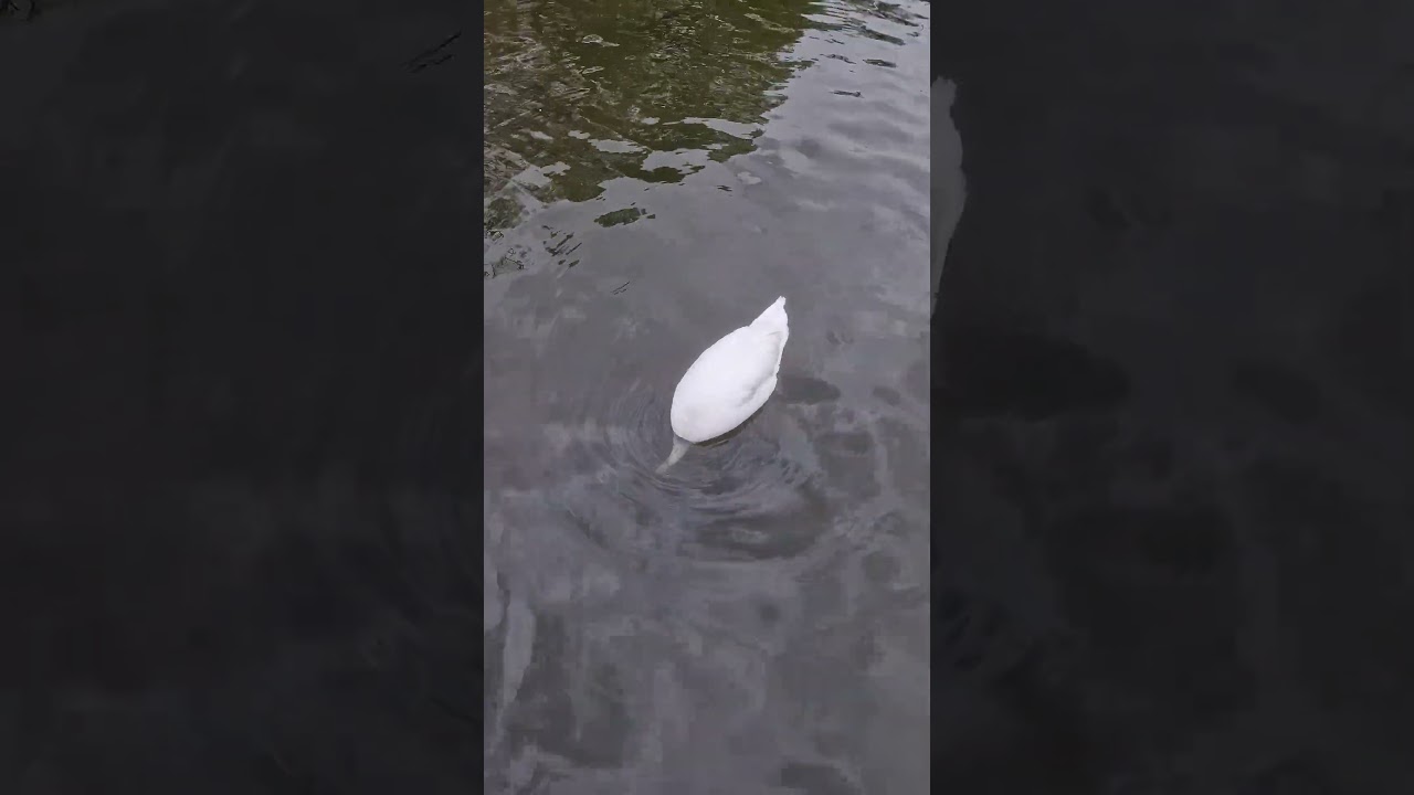 Swimming swan