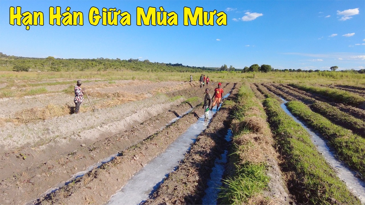 Linh Philip || Hạn Hán Giữa Chính Vụ Mùa Mưa. Báo Hiệu Một Năm Đầy Khó Khăn Của Cho Tất Cả Mọi Người