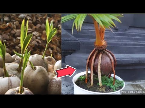 Easy steps to make a Coconut Bonsai ( airborne 3 months progress ) / Update