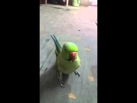 TALKING PARROT (BEAUTIFUL VOICE) TALKING PARROT (BEAUTIFUL VOICE)