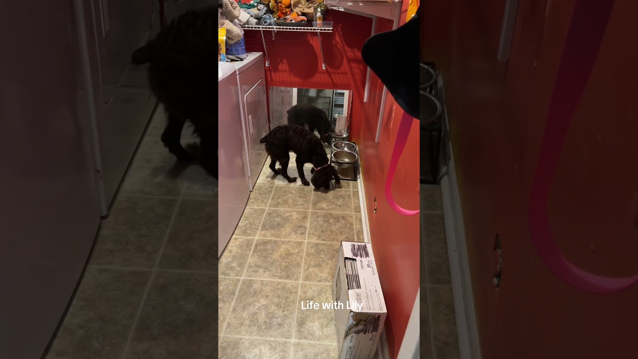 Лили съела весь свой завтрак 🥞 Отличная работа, Лили!