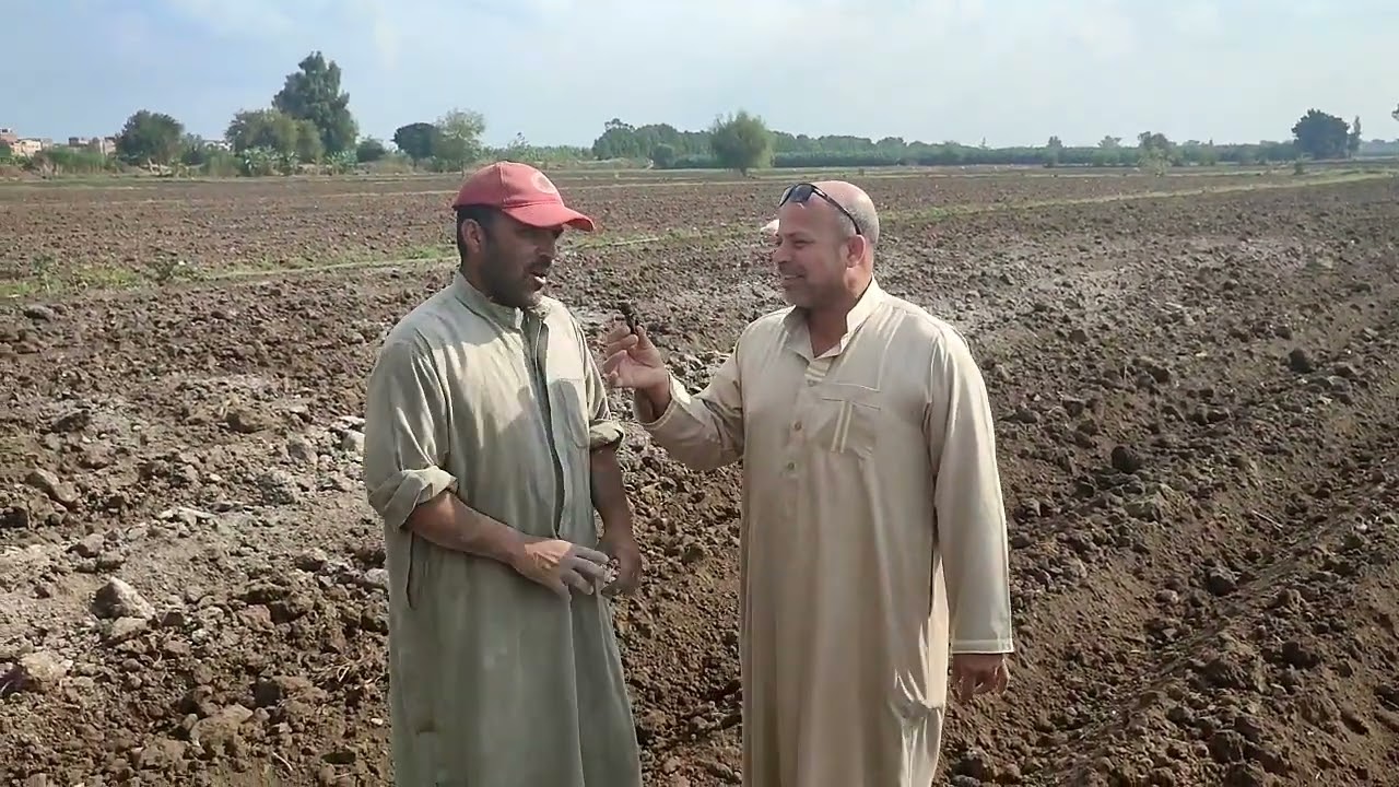 تجهيز الحقل  لزراعة  بطاطس