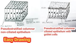 How to Draw Pseudostratified Columnar Epithelium / Pseudostratified Epithelium Drawing