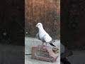 Madrasi kabootar kabutar kabootarblack fantasy kabutar whitemadrasi pigeons priceshort viral