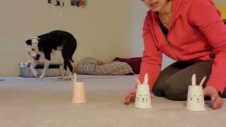 Enrichment Essentials: Hard Boiled Egg Bunny Cup Flip by J-R Companion Dog Training 15 views 1 month ago 1 minute, 38 seconds