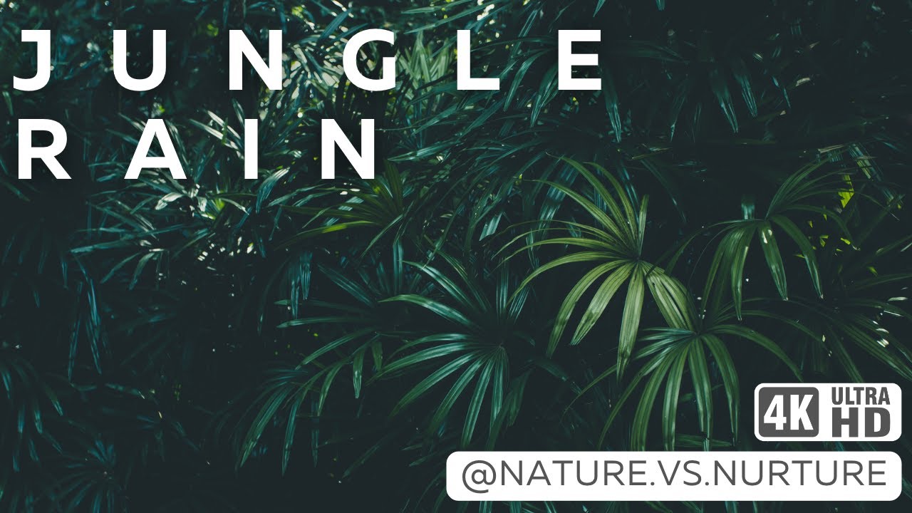 Jungle Rain Ambience | Nature Sounds for Studying, Focus, Relaxation, or Sleep