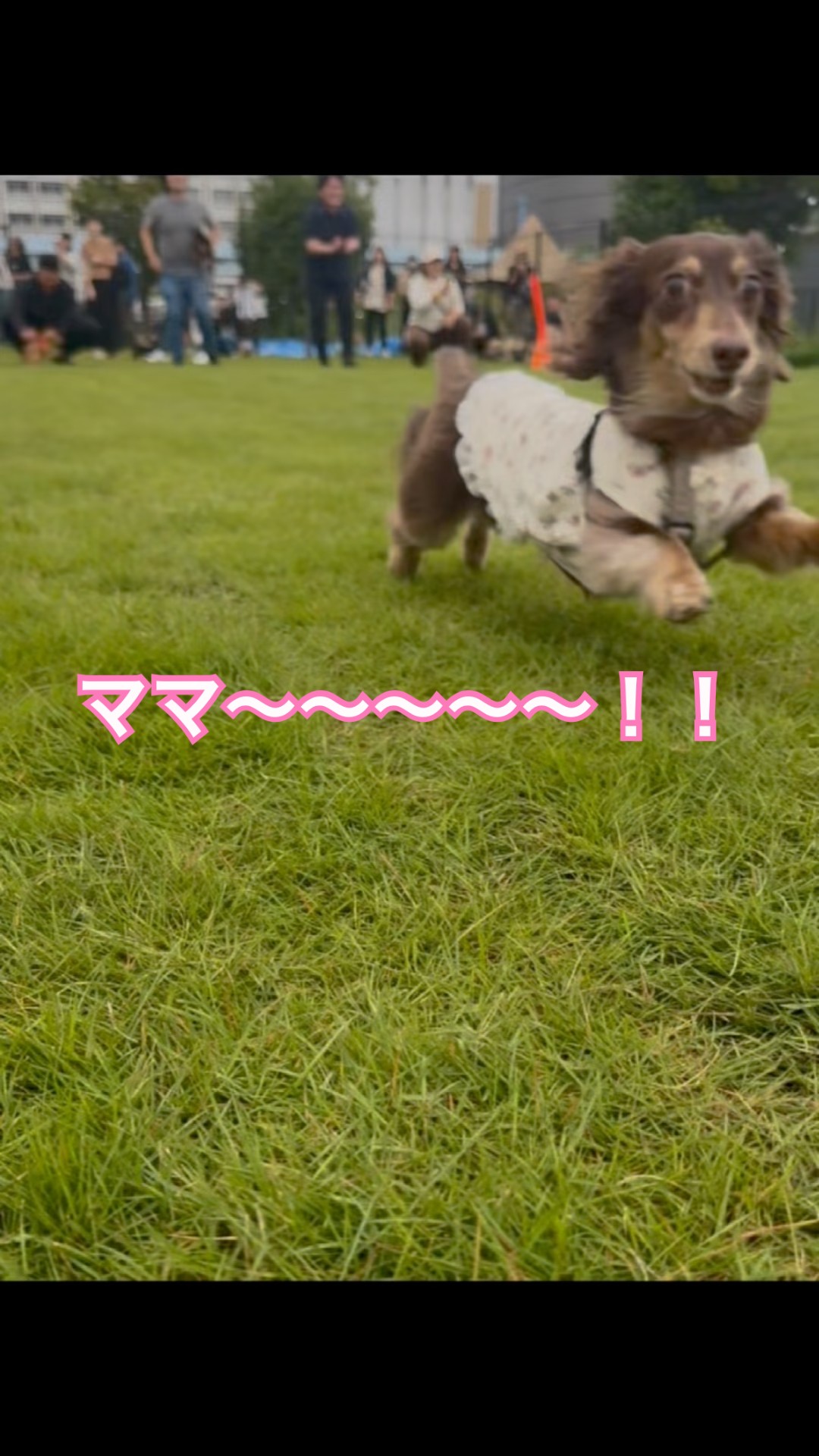 ママを見つけたダックス、全力すぎた😂💨」 #dogshorts #可愛い