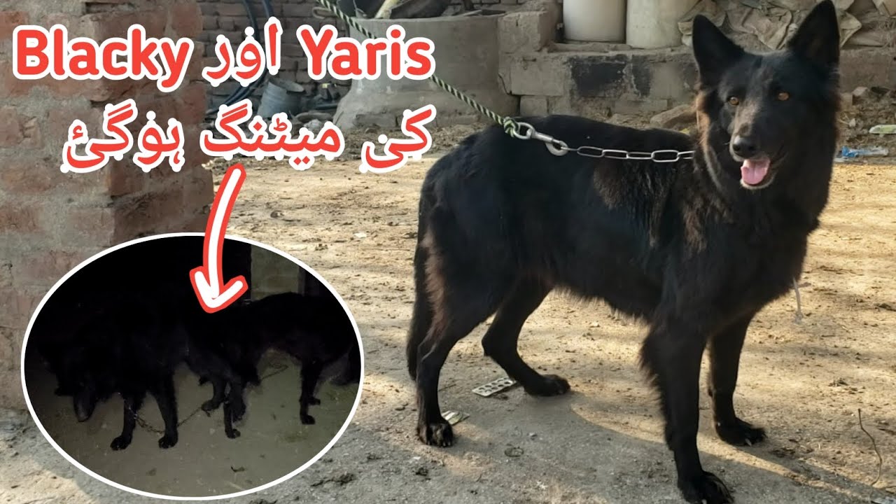 Black and Yaris First Mating || German shepherd mating 