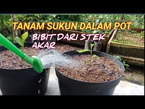 Video: Bisakah Menanam Sukun Di Dalam Ruangan - Tips Menanam Sukun Di Dalam