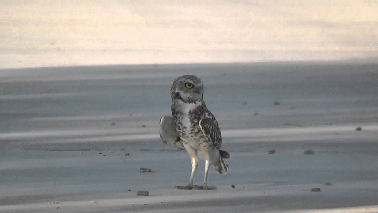 Burrowing Owl