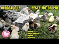 O NOUĂ CLOȘCĂ cu peste 50 de pui ‼️ Cum învăț eu o cloșcă să accepte alți pui ❓ 🐤🐔🐤☑️