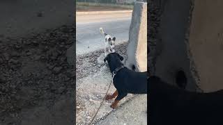 Rottweiler and street dog fight