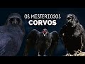 CORVO - A MISTERIOSA AVE! UM ANIMAL LIGADO A MITOLOGIA E ATÉ AS BRUXAS