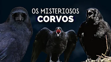 O que representa o corvo?