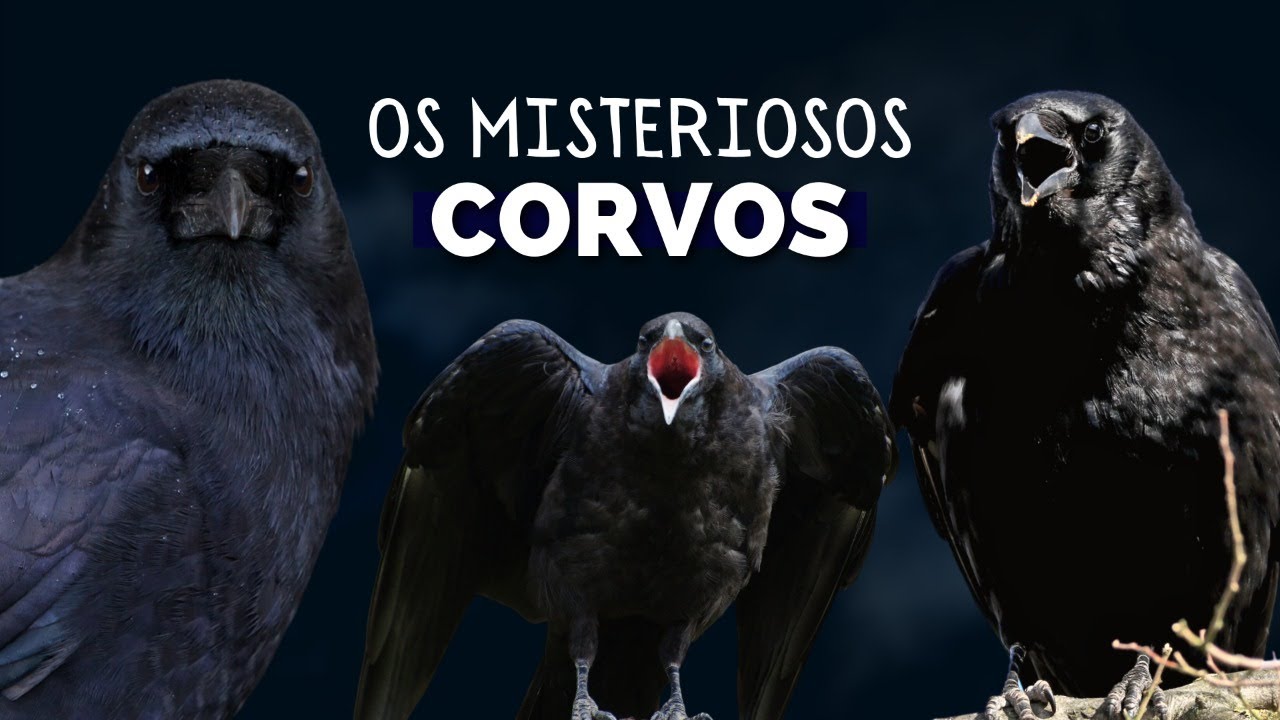 CORVO A MISTERIOSA AVE! UM ANIMAL LIGADO A MITOLOGIA E ATÉ AS BRUXAS YouTube CORVO A MISTERIOSA AVE! UM ANIMAL LIGADO A MITOLOGIA E ATÉ AS BRUXAS YouTube
