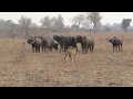 Kaingo Camp, Zambia - lions vs buffaloes