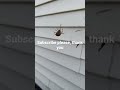 Deadly spider